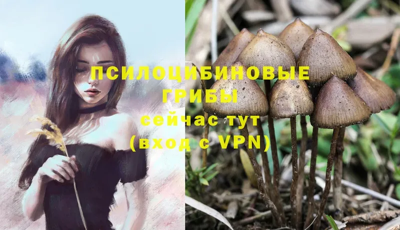 Псилоцибиновые грибы Magic Shrooms  Губаха 